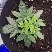 al pineapple express f1