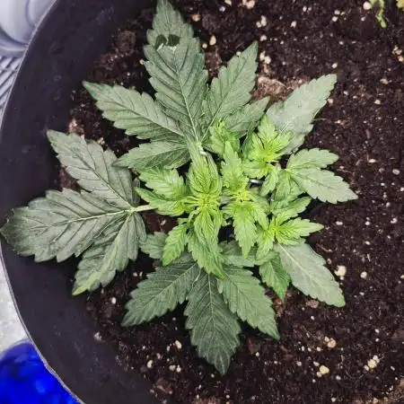 al pineapple express f1