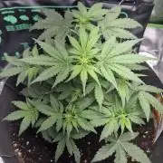 al pineapple express f1