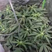 al pineapple express f1