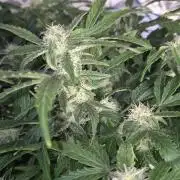 al pineapple express f1