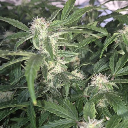 al pineapple express f1