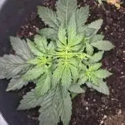 al pineapple express f1