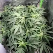 al pineapple express f1