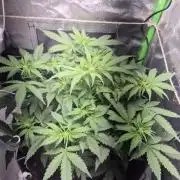 al pineapple express f1