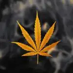 HAZE DRIP!!!