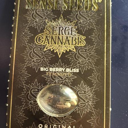 Big Berry Bliss !!Business!!