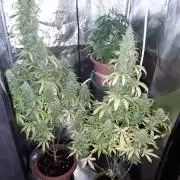 Super skunk auto 2nd grow