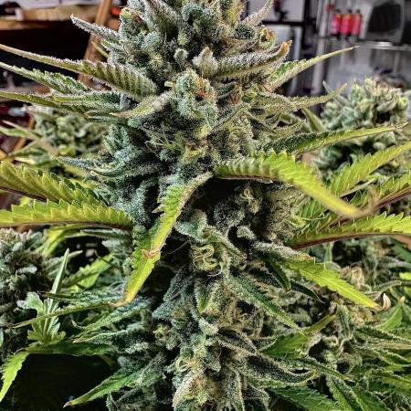 Fast Buds Auto Run