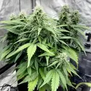 Fast Buds Auto Run