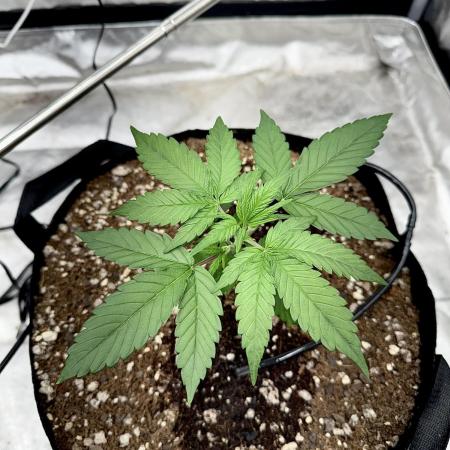 Fast Buds Auto Run