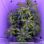 Auto Mimosa Punch