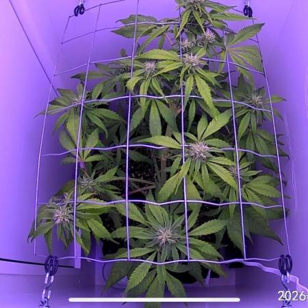 Auto Mimosa Punch
