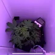 Auto Mimosa Punch