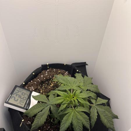 Auto Mimosa Punch