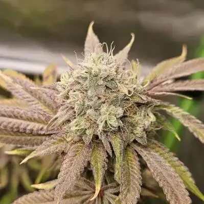 CandyGaz Ripper Seeds