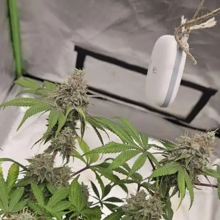 Blue Dream - Barneys Farm