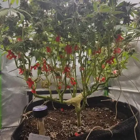 CandyGaz Ripper Seeds