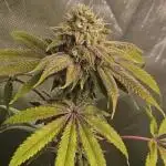 CandyGaz Ripper Seeds