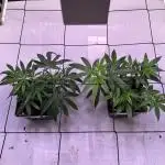 Autumn-Winter grow from cuts 2025/26