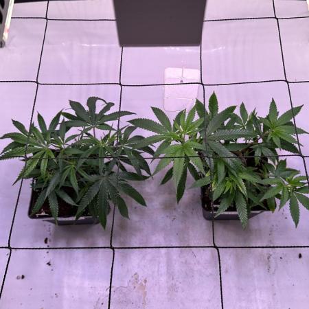 Autumn-Winter grow from cuts 2025/26