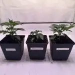 Summer gardening