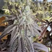 Autumn-Winter grow from cuts 2025/26