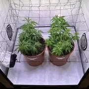 Autumn-Winter grow from cuts 2025/26