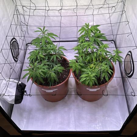 Autumn-Winter grow from cuts 2025/26