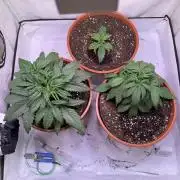 Buds n' Roses