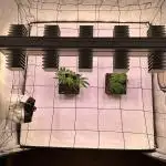 Autumn-Winter grow from cuts 2025/26