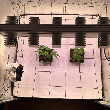 Autumn-Winter grow from cuts 2025/26