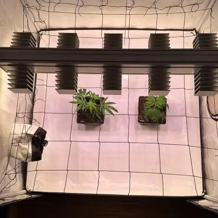 Autumn-Winter grow from cuts 2025/26