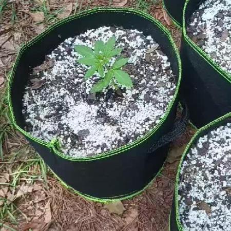 ROYAL QUEEN SEEDS OUTDOOR