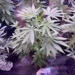 Probando semillas UKHTA420