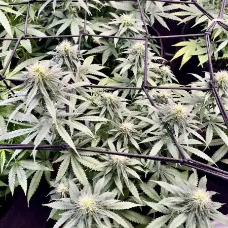 GroW_04_25