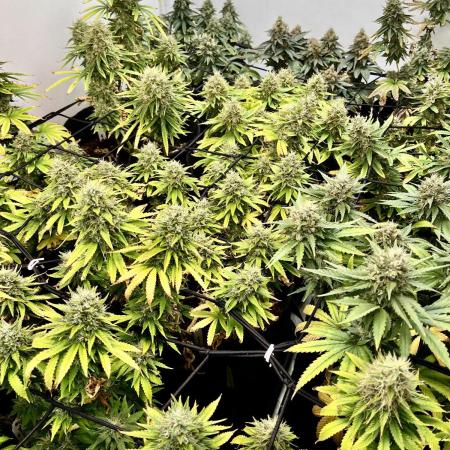 GroW_04_25