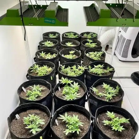 GroW_04_25