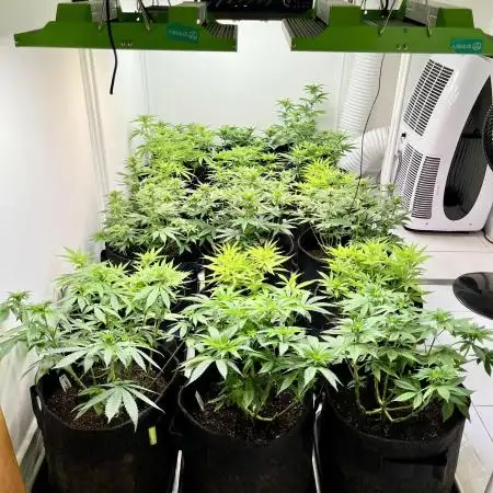 GroW_04_25