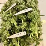 GroW_04_25