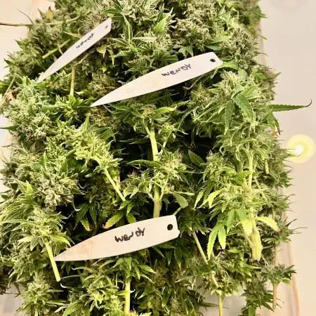 GroW_04_25
