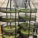 GroW_04_25