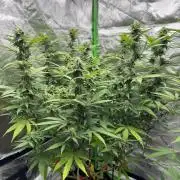 Divine Seeds - Black Opium