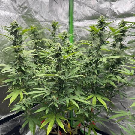 Divine Seeds - Black Opium