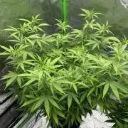 Divine Seeds - Black Opium