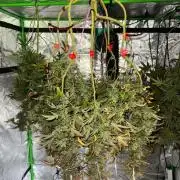 Divine Seeds - Black Opium