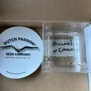 Peaches & Cream - Dutch Passion Grow '26