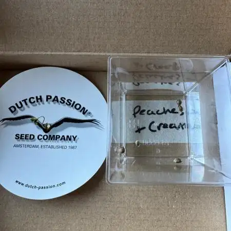 Peaches & Cream - Dutch Passion Grow '26