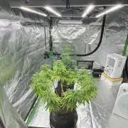 Divine Seeds - Black Opium