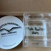 Pink Runtz Cake - Dutch Passion Grow '26